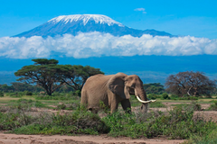 Чек-лист: Кіліманджаро